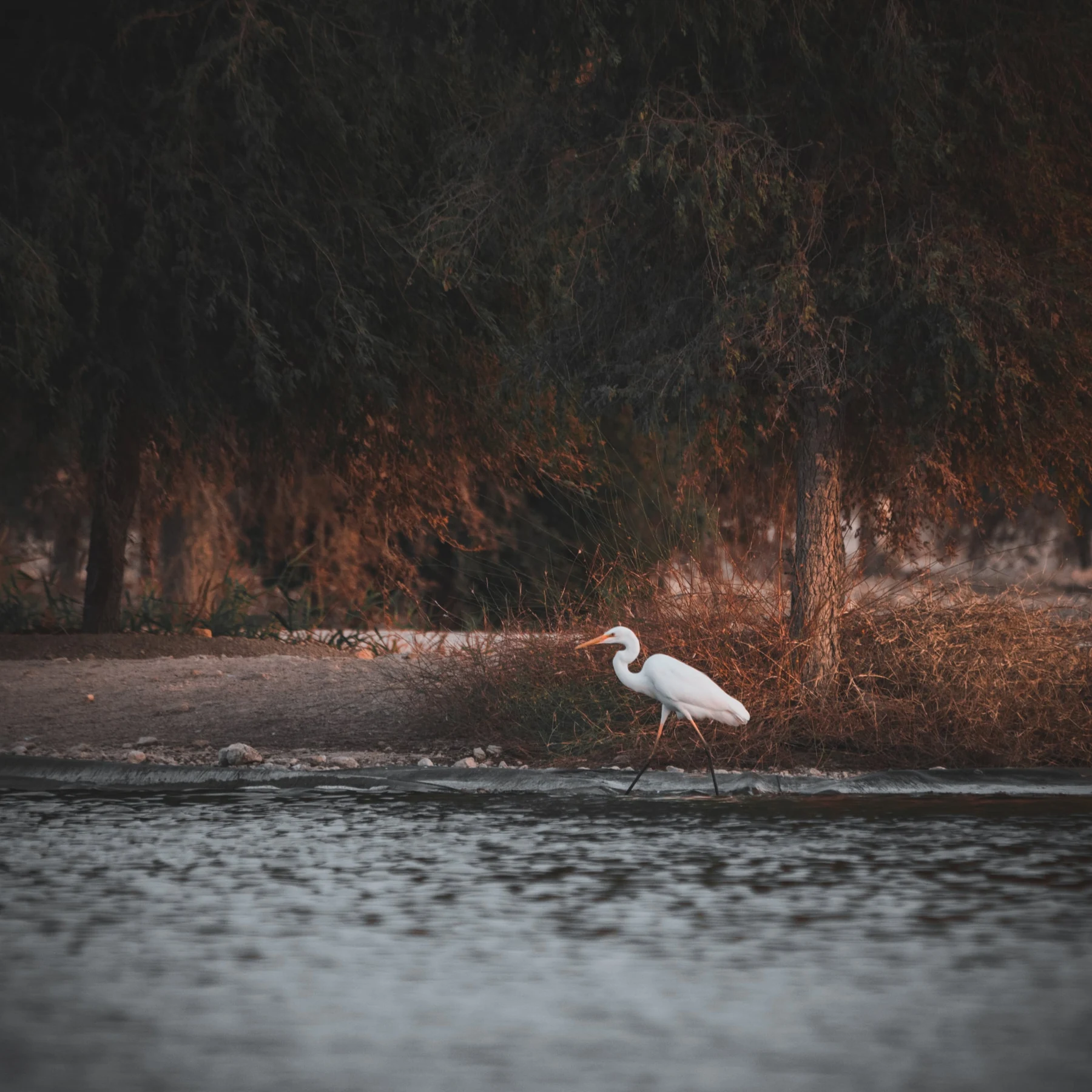 A white Great Egret walks beside the lake below dense vegetation touched by warm evening light.