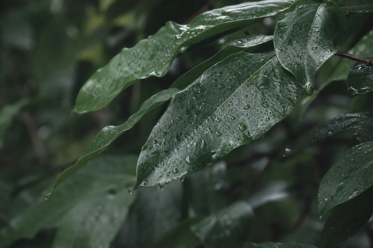 Overlapping deep green leaves hold beads of rain along their veins and pointed edges.