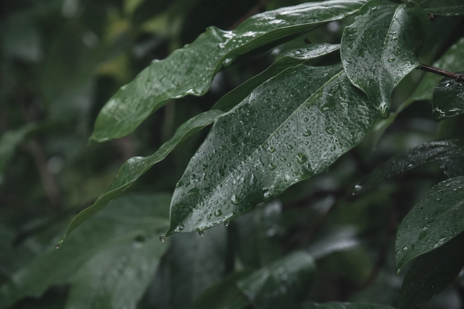Overlapping deep green leaves hold beads of rain along their veins and pointed edges.