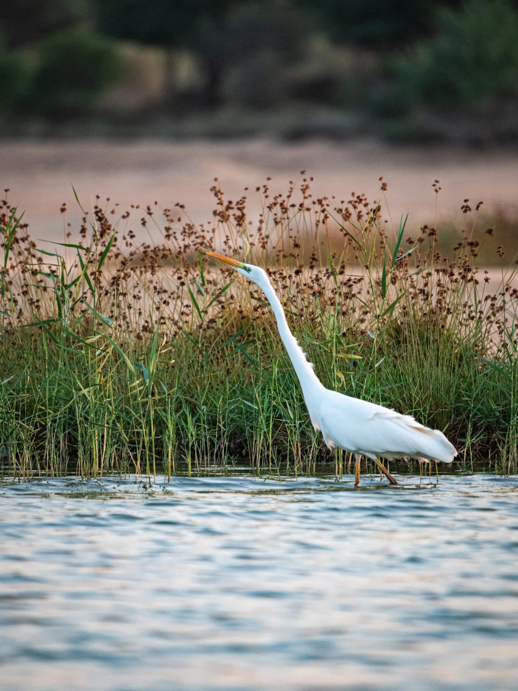 A Great Egret stands in shallow water with its long neck raised against dense green reeds.