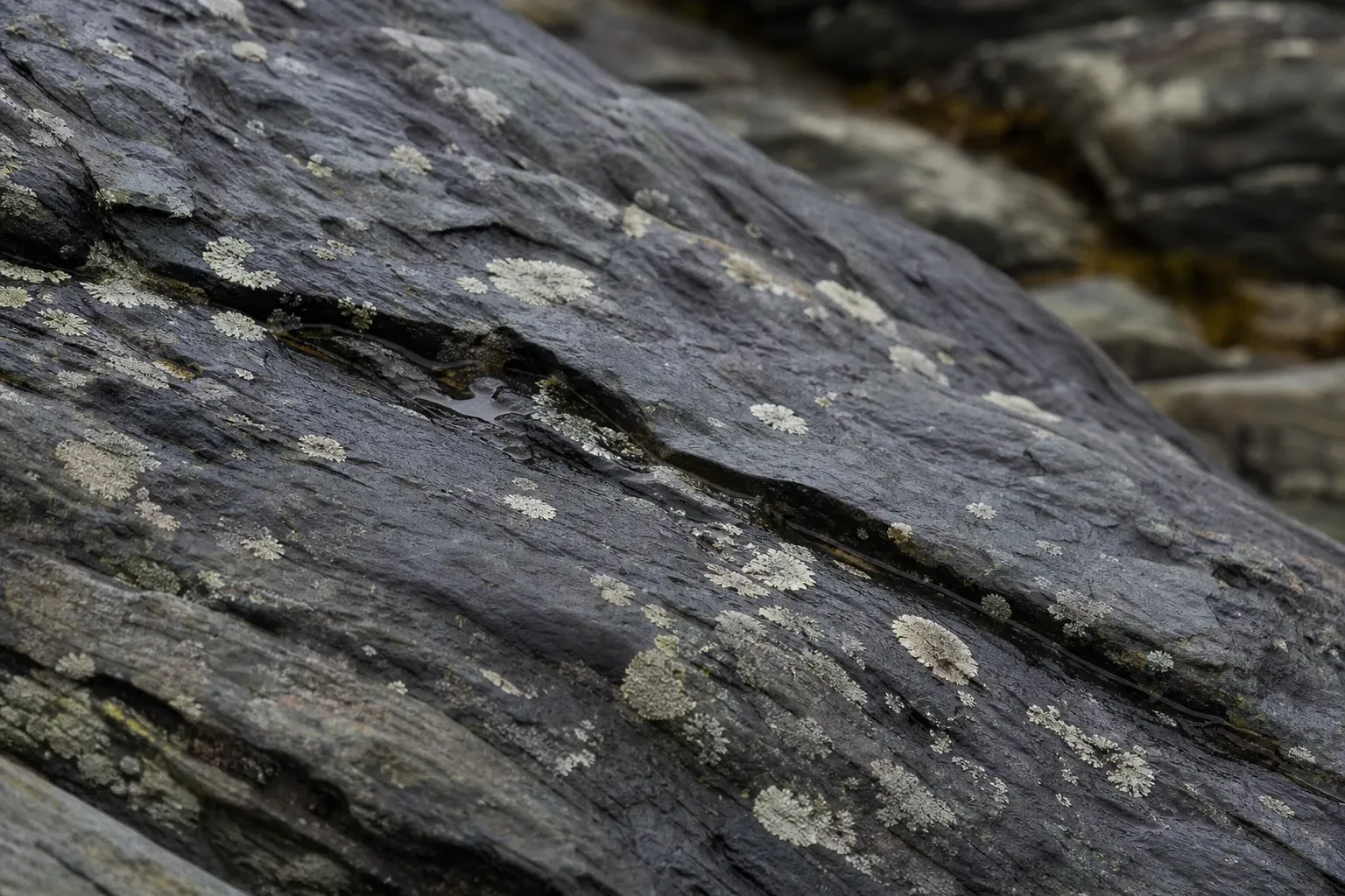 Pale lichen spreads across wet gray rock beside a narrow seam filled with rainwater.