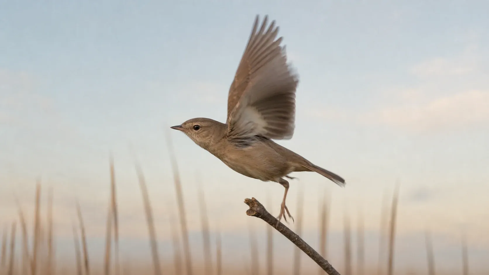 A small brown bird lifts from a thin branch with one wing rising against a pale sky.