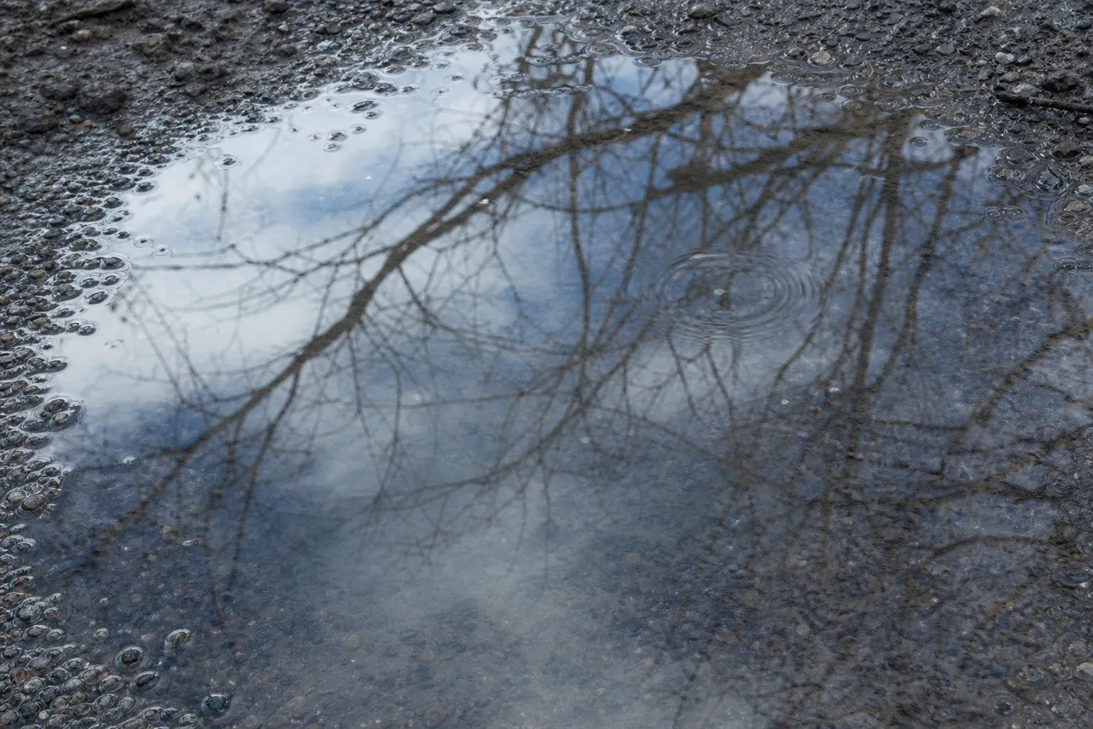 Bare branches and a pale patch of sky are reflected in an irregular puddle edged by wet gravel.
