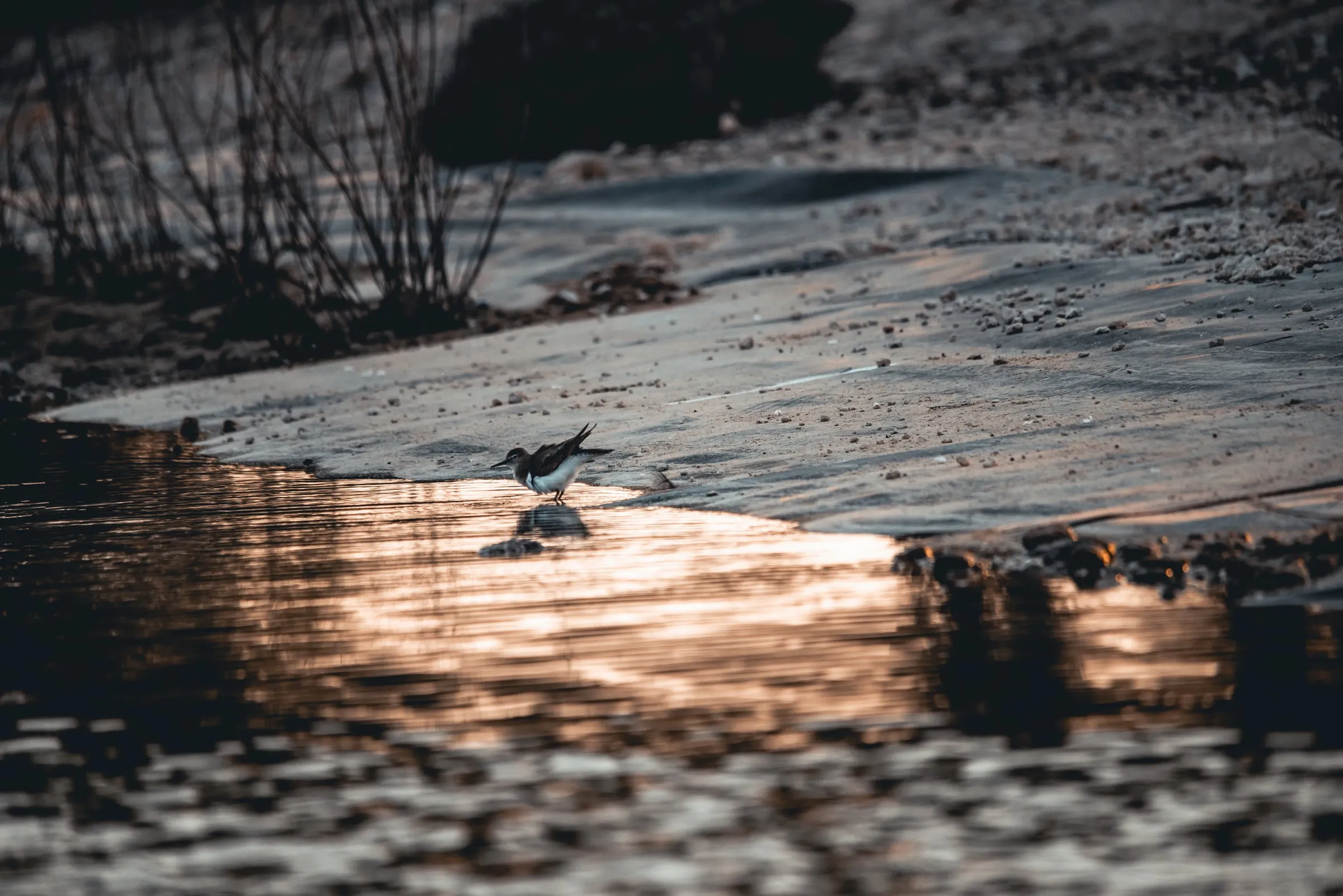 A small sandpiper stands where a pale sandy bank meets a narrow reflection of warm sunset light.
