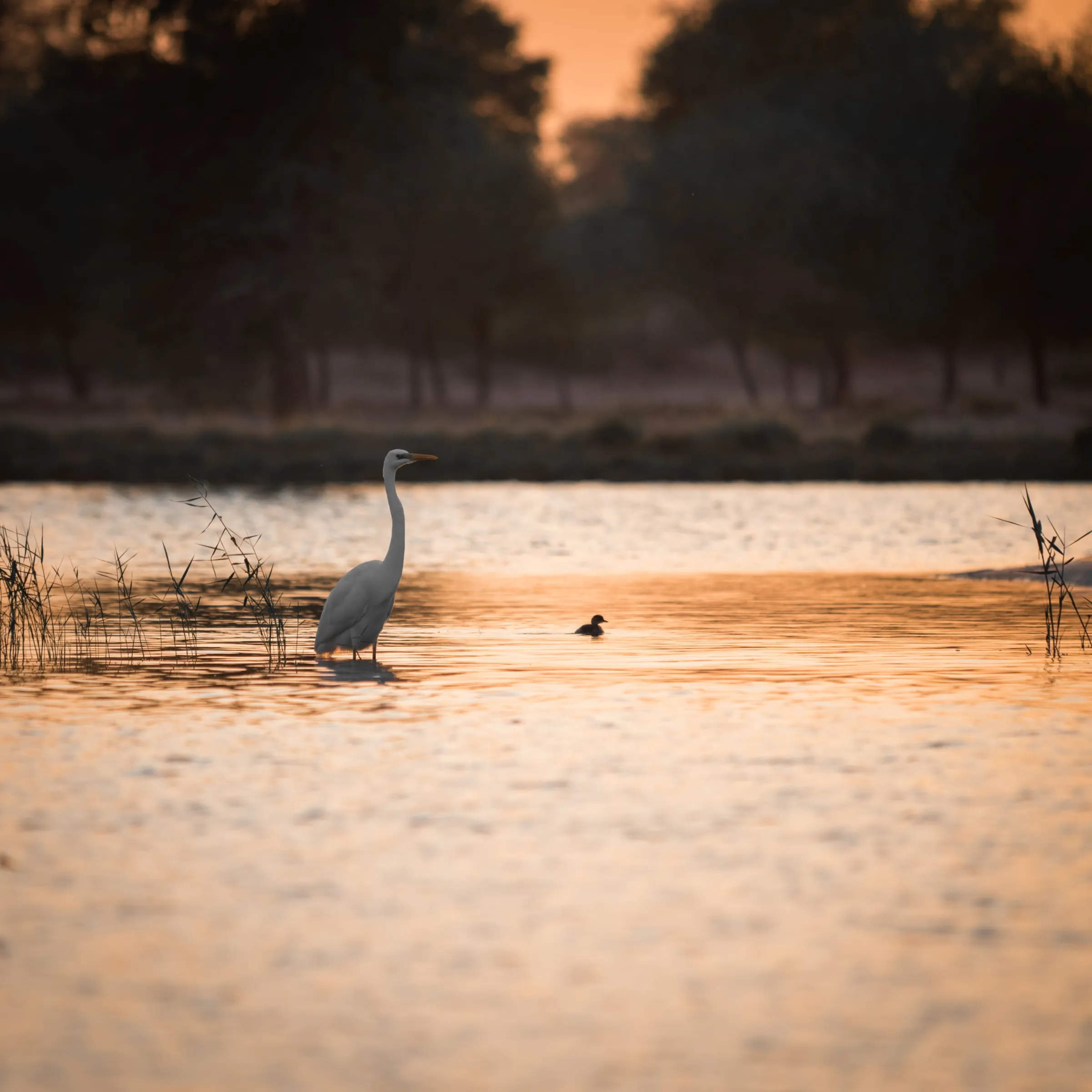 A Great Egret and a smaller waterbird stand in a lake glowing orange beneath a dark, tree-lined horizon.
