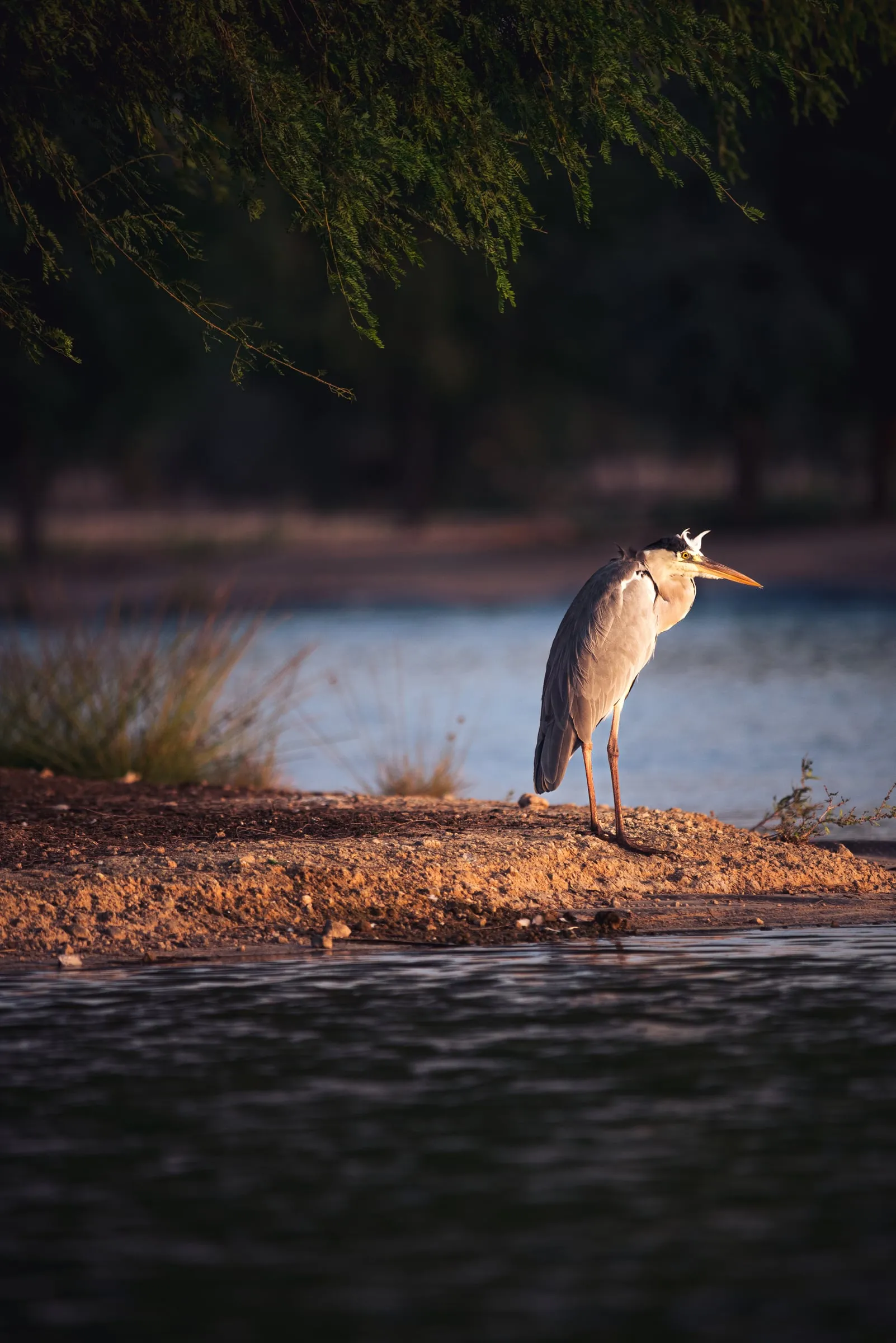 A Grey Heron stands alone on a low bank in warm sunset light, framed by dark water and overhanging branches.